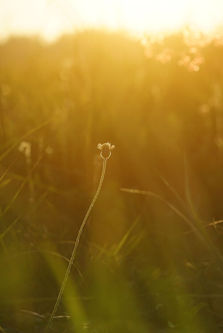 Gegenlicht gut