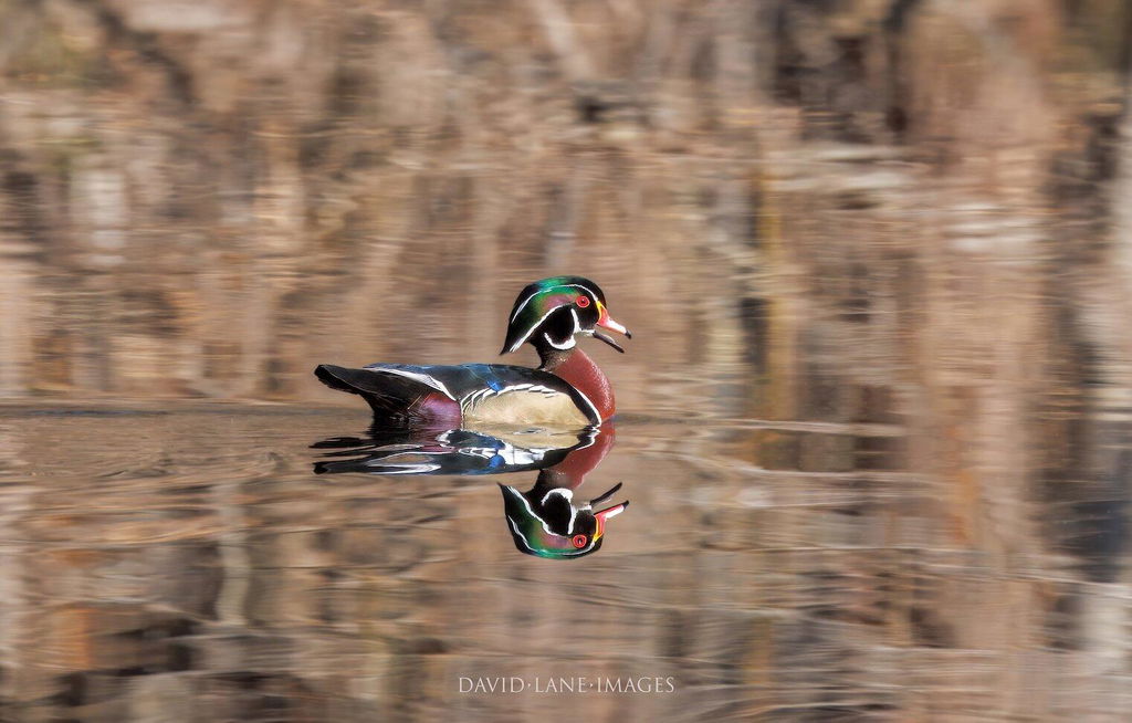 Tarnt gut
